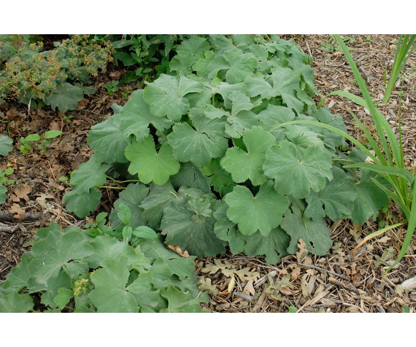 Lady's Mantle
